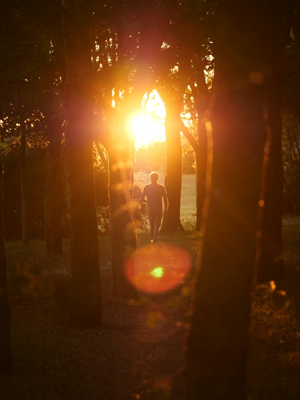 uma pessoa caminhando por uma floresta com o sol brilhando entre as árvores