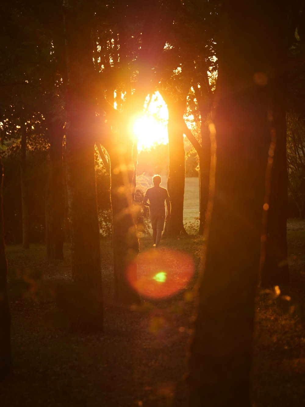 a person walking through a forest with the sun shining through the trees