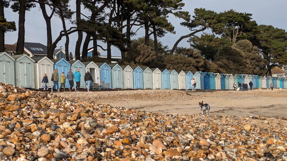 a dog standing in front of a row of beach huts
