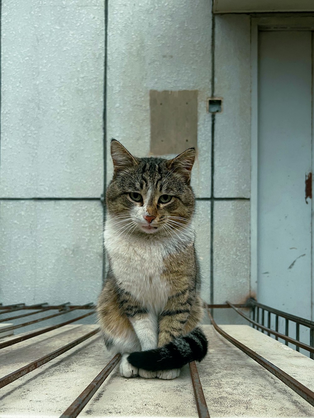 木の床の上に座っている猫