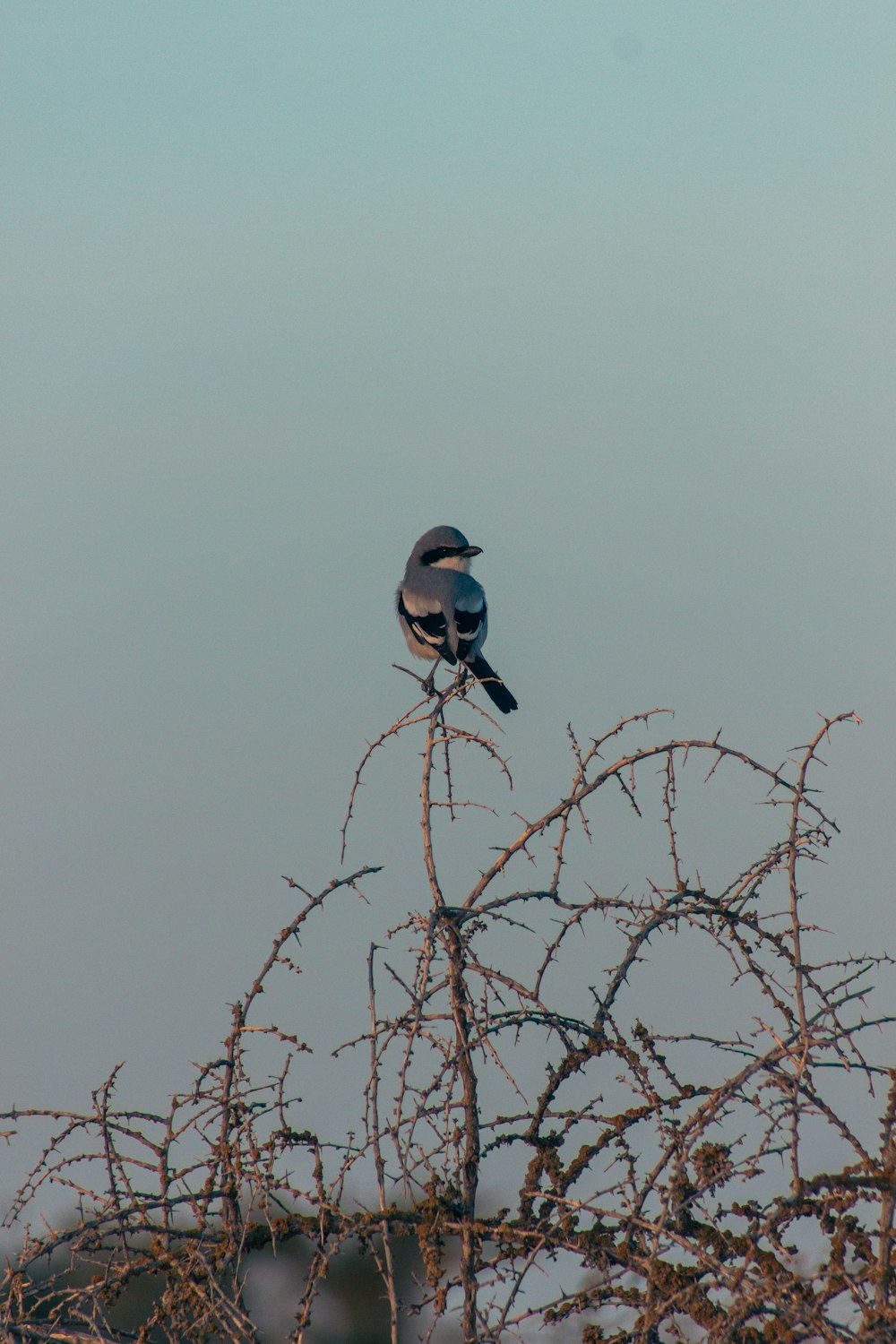 un pájaro sentado en la parte superior de la rama de un árbol