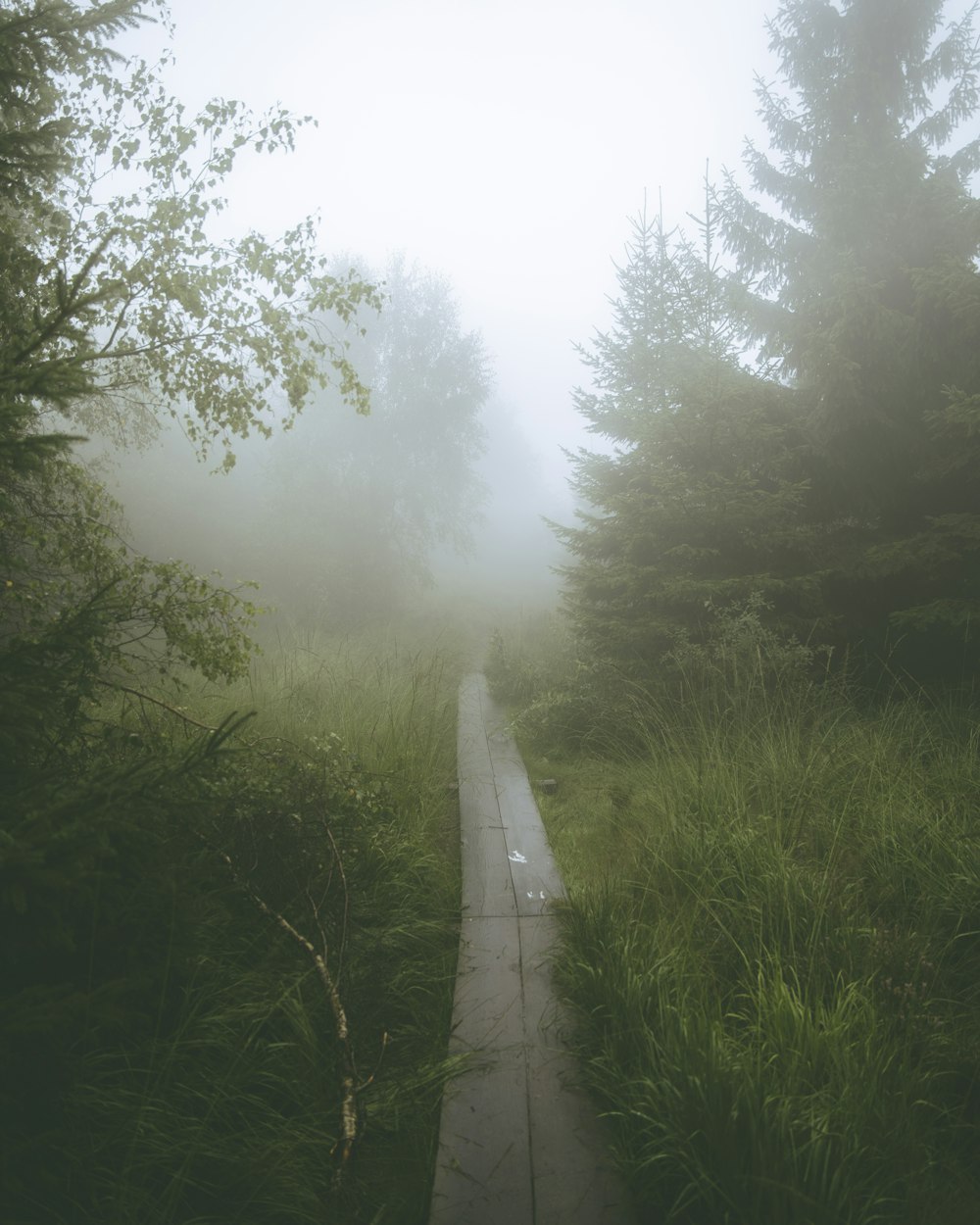 a path in the middle of a foggy forest