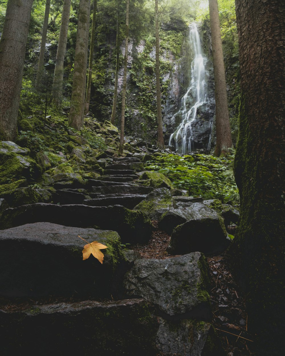 a yellow umbrella sitting on top of a moss covered forest