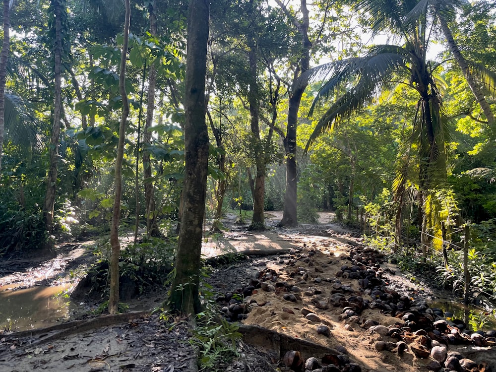 Un chemin de terre au milieu d’une jungle