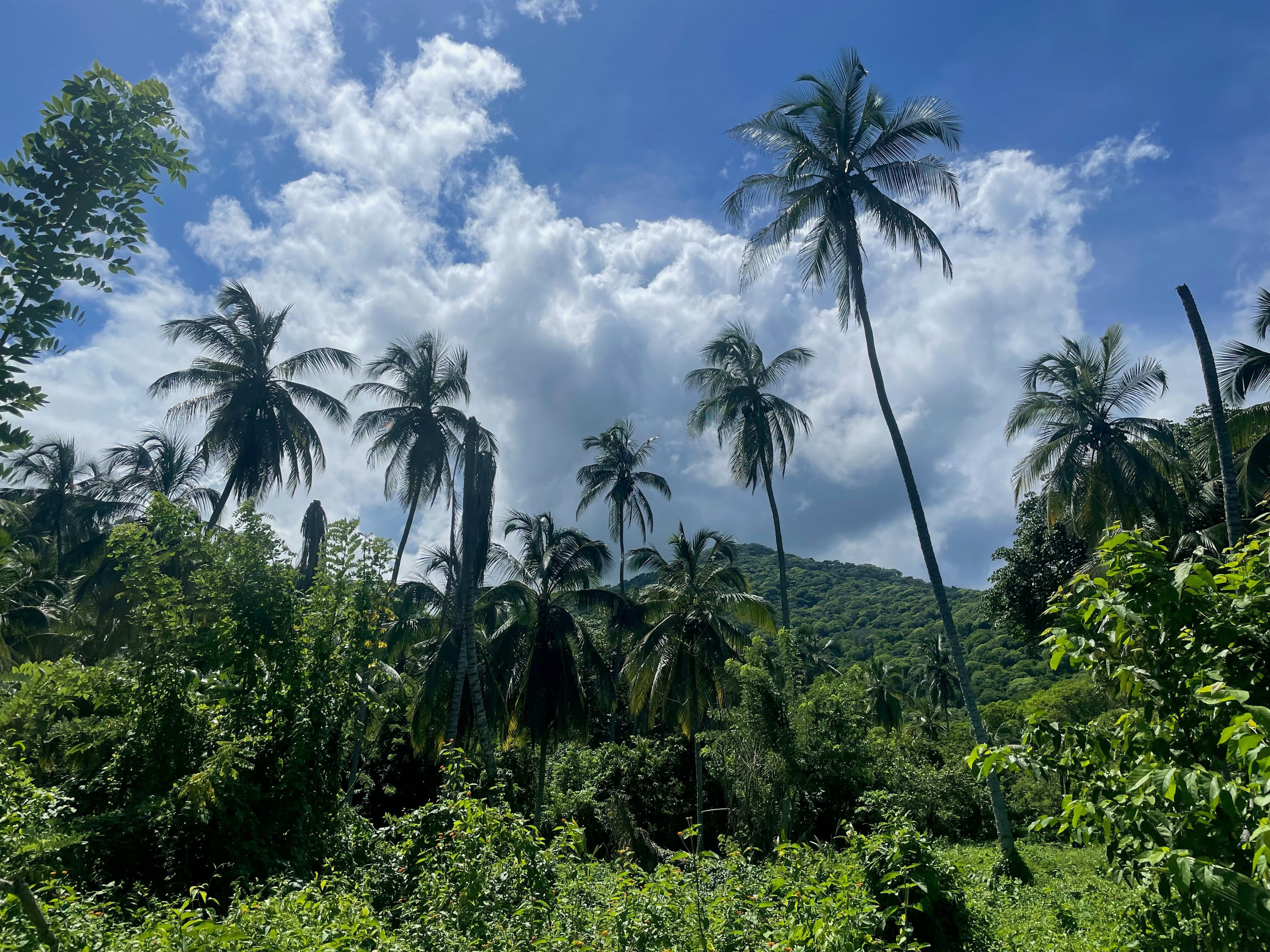 a forest filled with palm trees under a cloudy blue sky, 