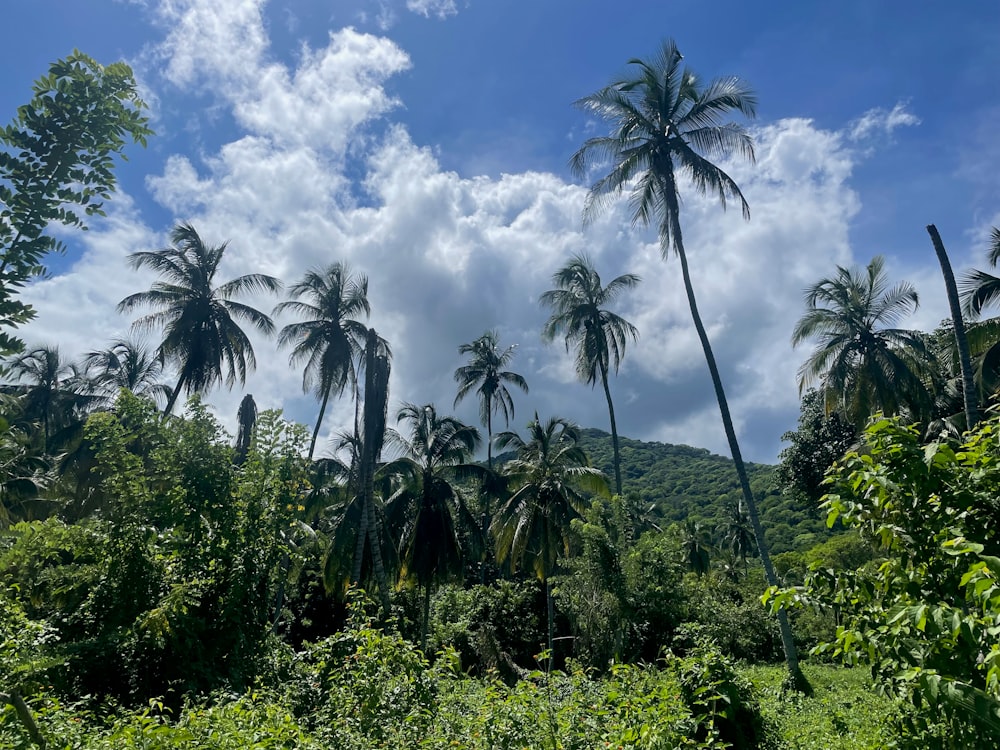 a forest filled with palm trees under a cloudy blue sky