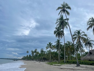 a beach with palm trees and a hut on the shore