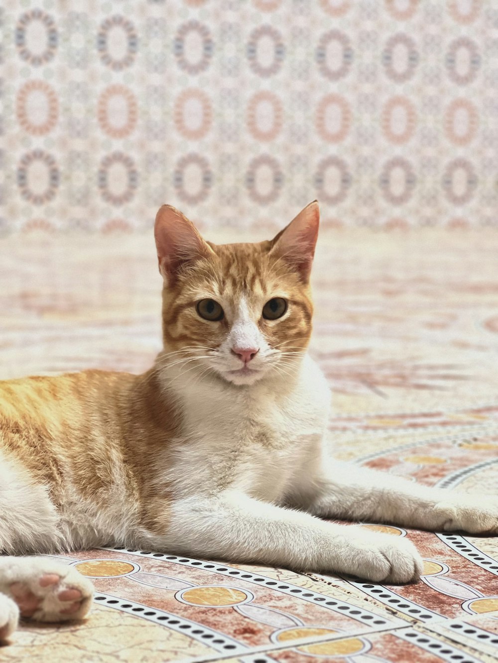 an orange and white cat laying on a patterned floor