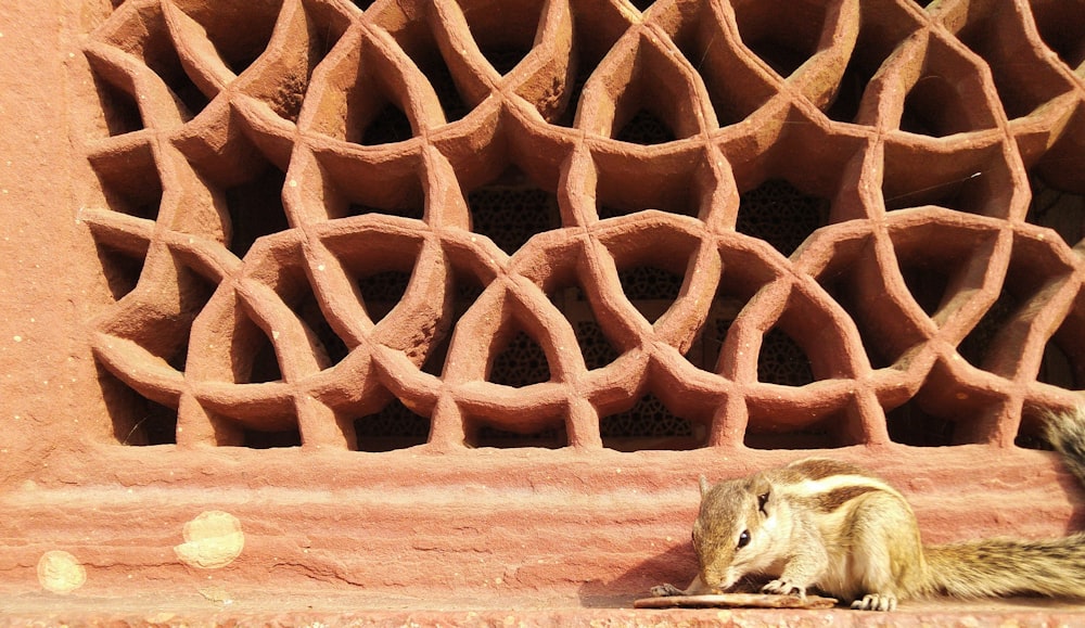 a squirrel sitting on the ground next to a brick wall