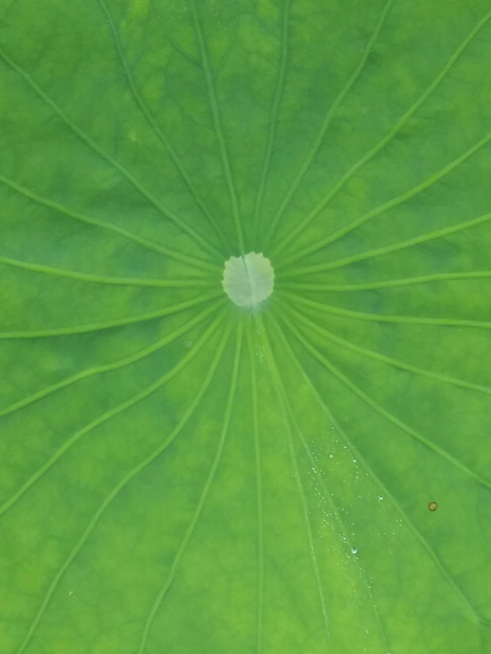 a close up of a green leaf with drops of water on it