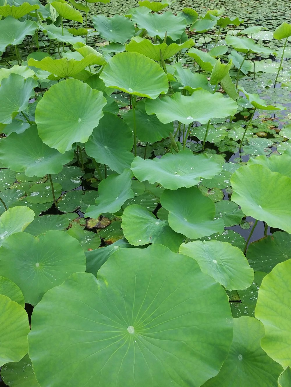 Un gran grupo de hojas verdes flotando sobre un cuerpo de agua