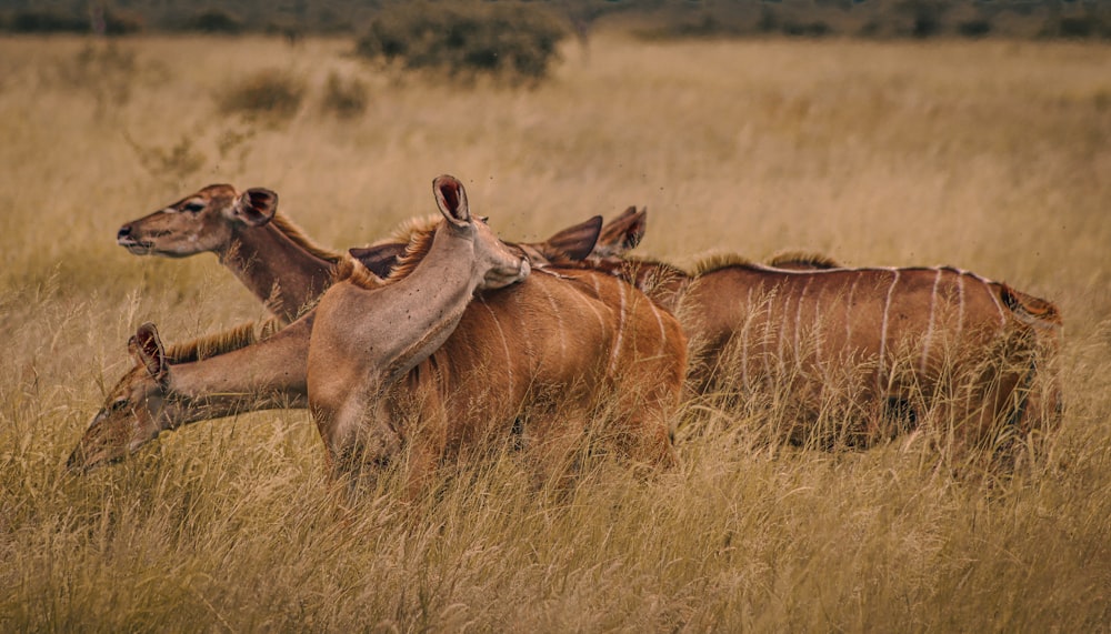 a group of animals that are in the grass