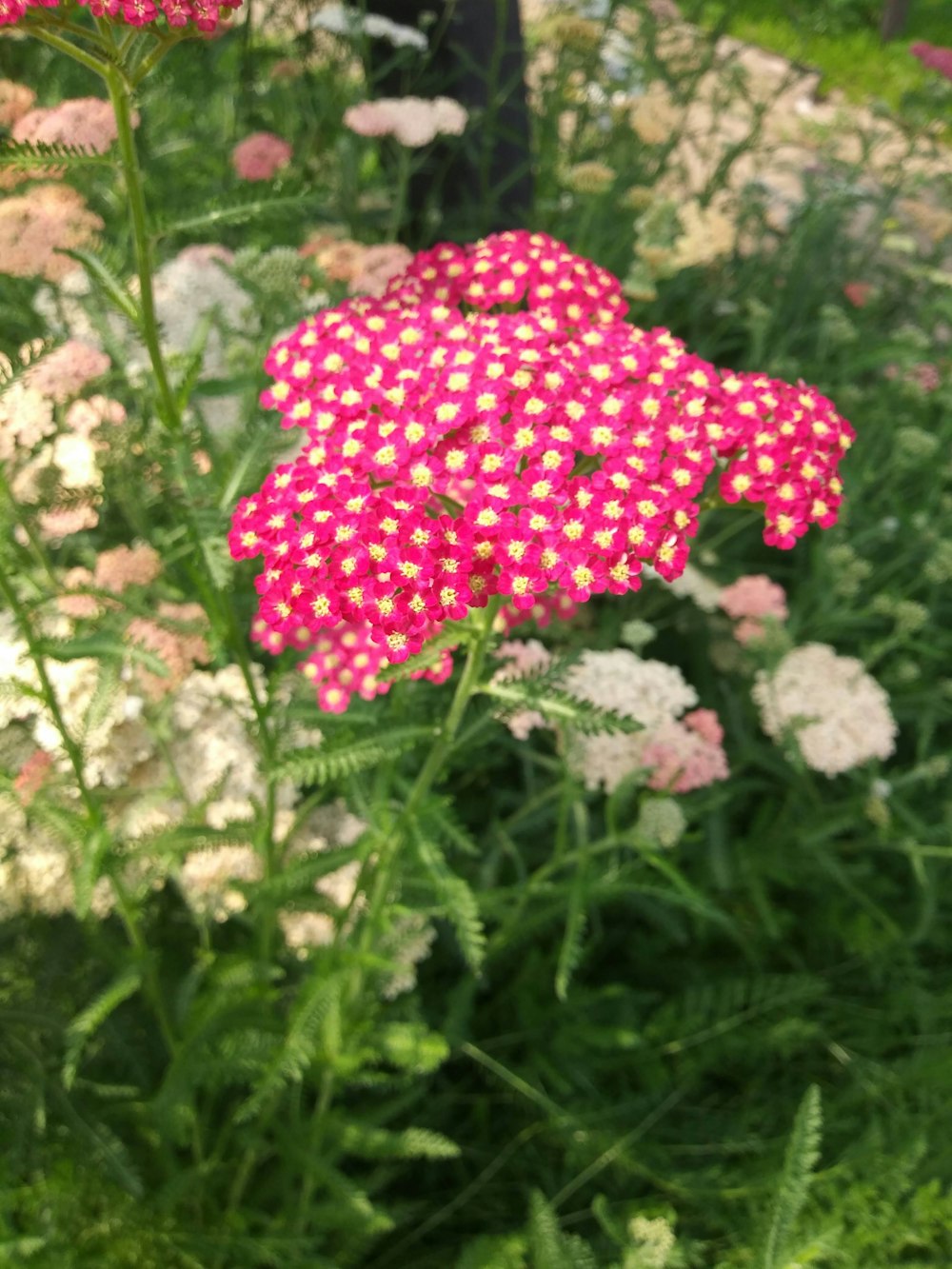 a pink and yellow flower in a field of flowers