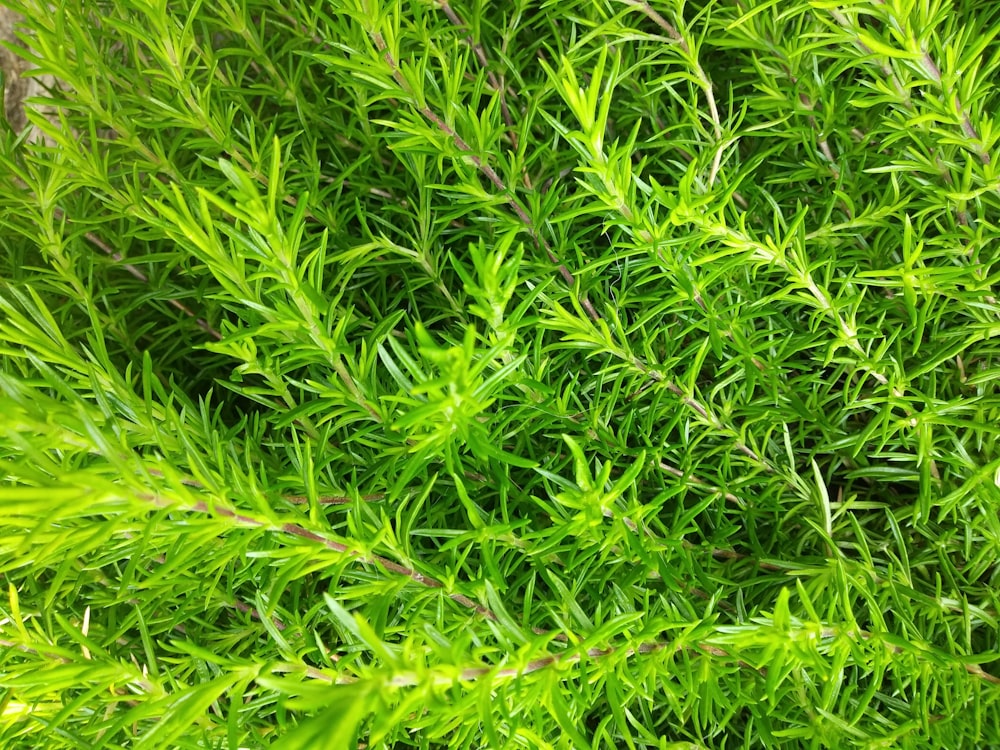 a close up of a green plant with lots of leaves