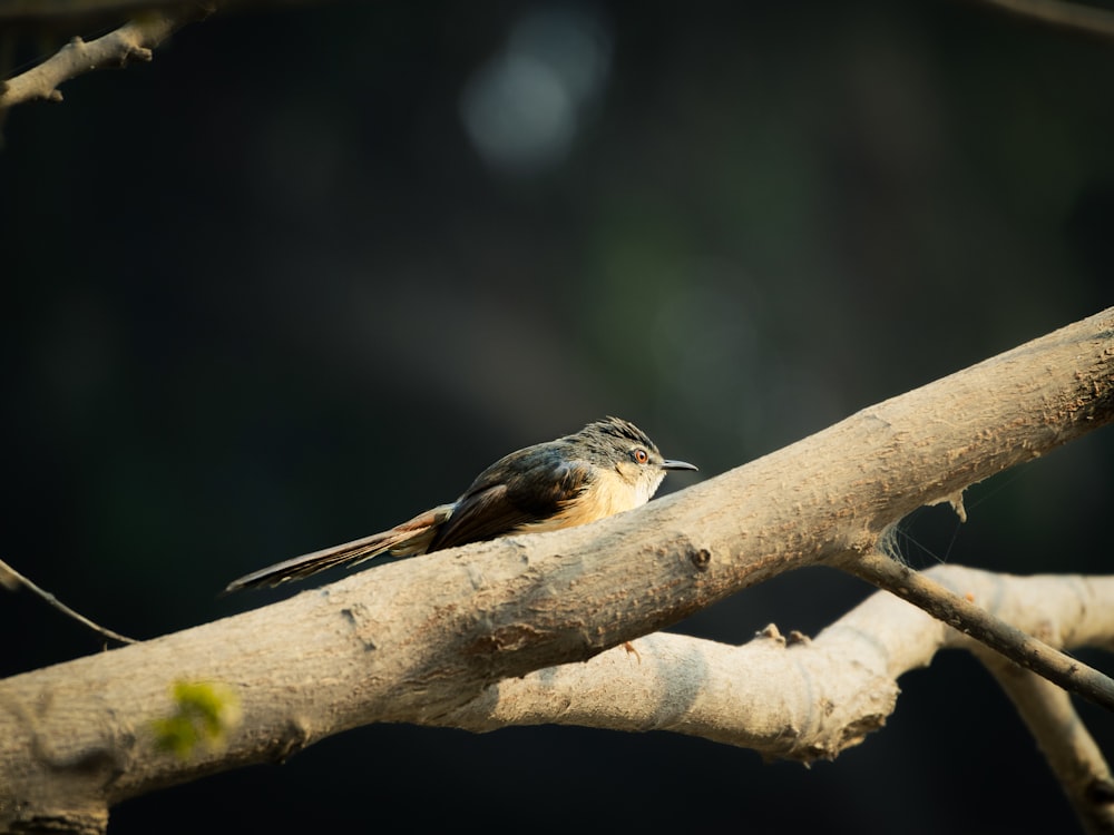 a small bird sitting on a branch of a tree