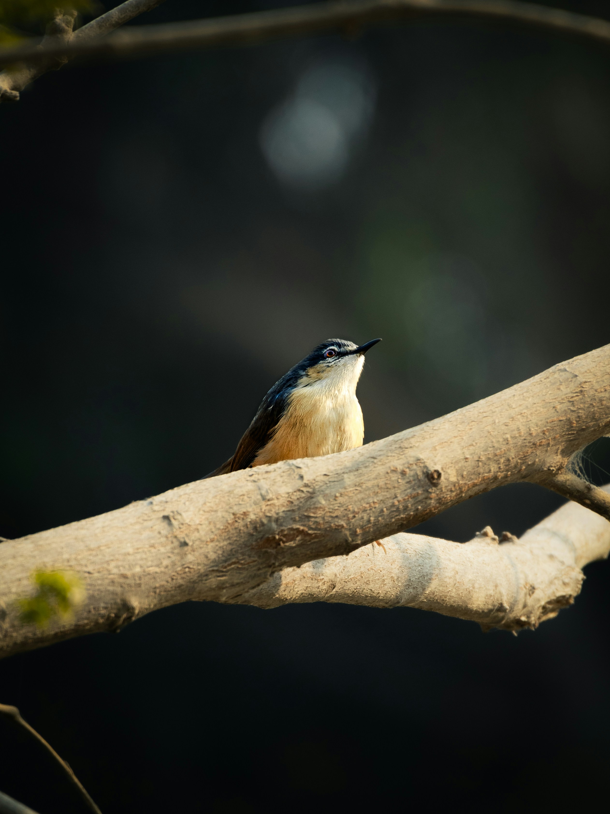 Photo by rishabhbs