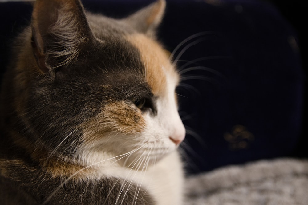 a close up of a cat laying on a bed