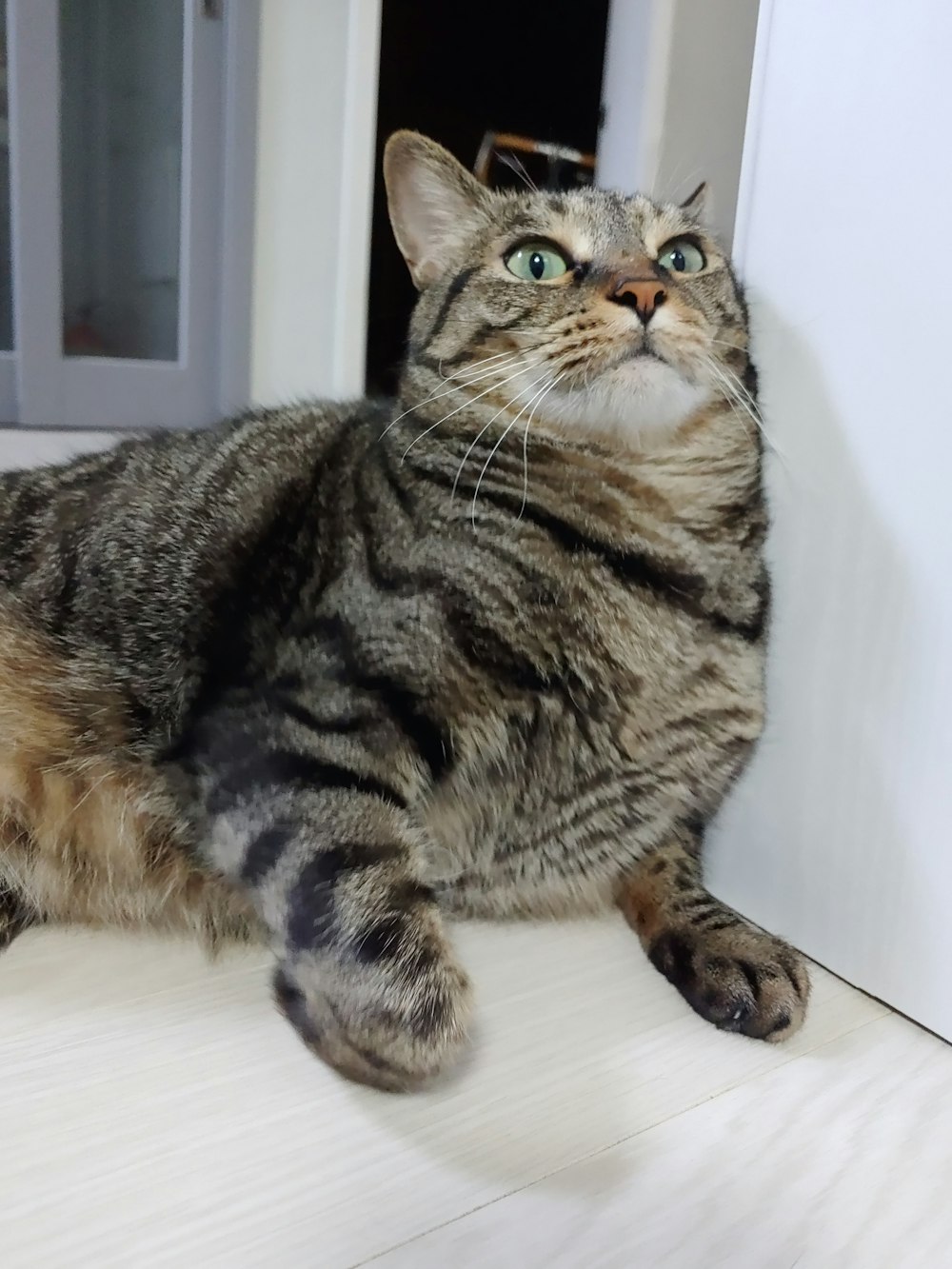 a cat laying on the floor in front of a door