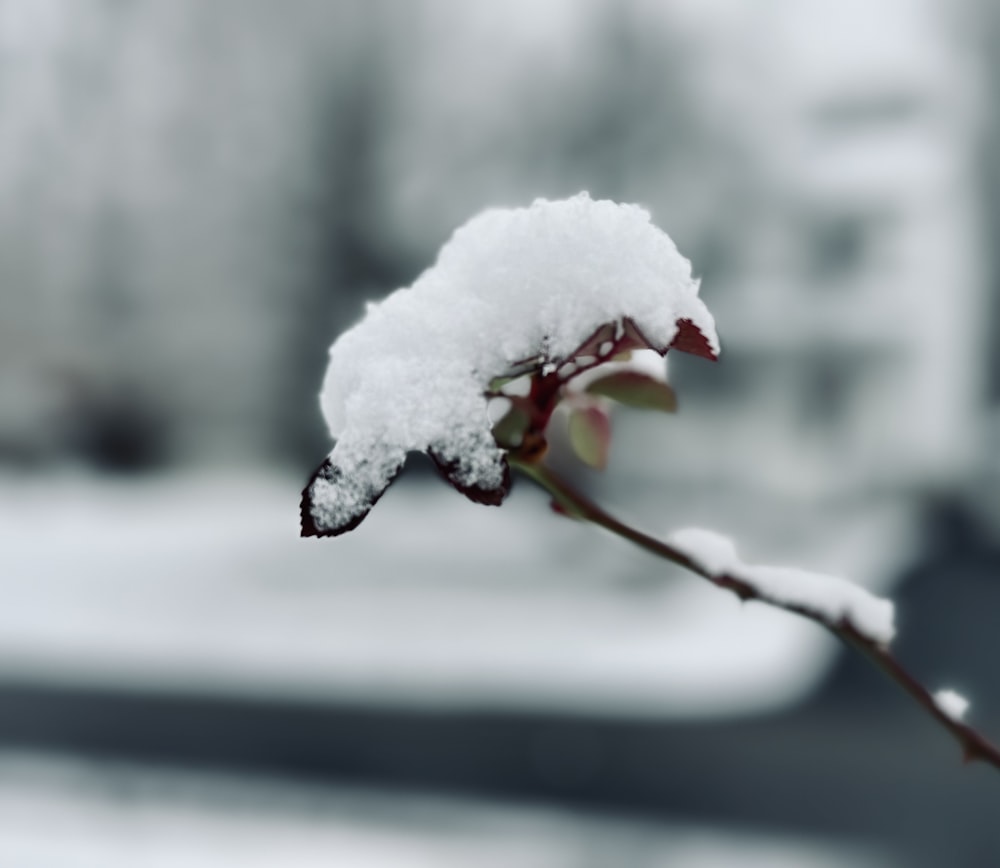 a snow covered flower with a blurry background