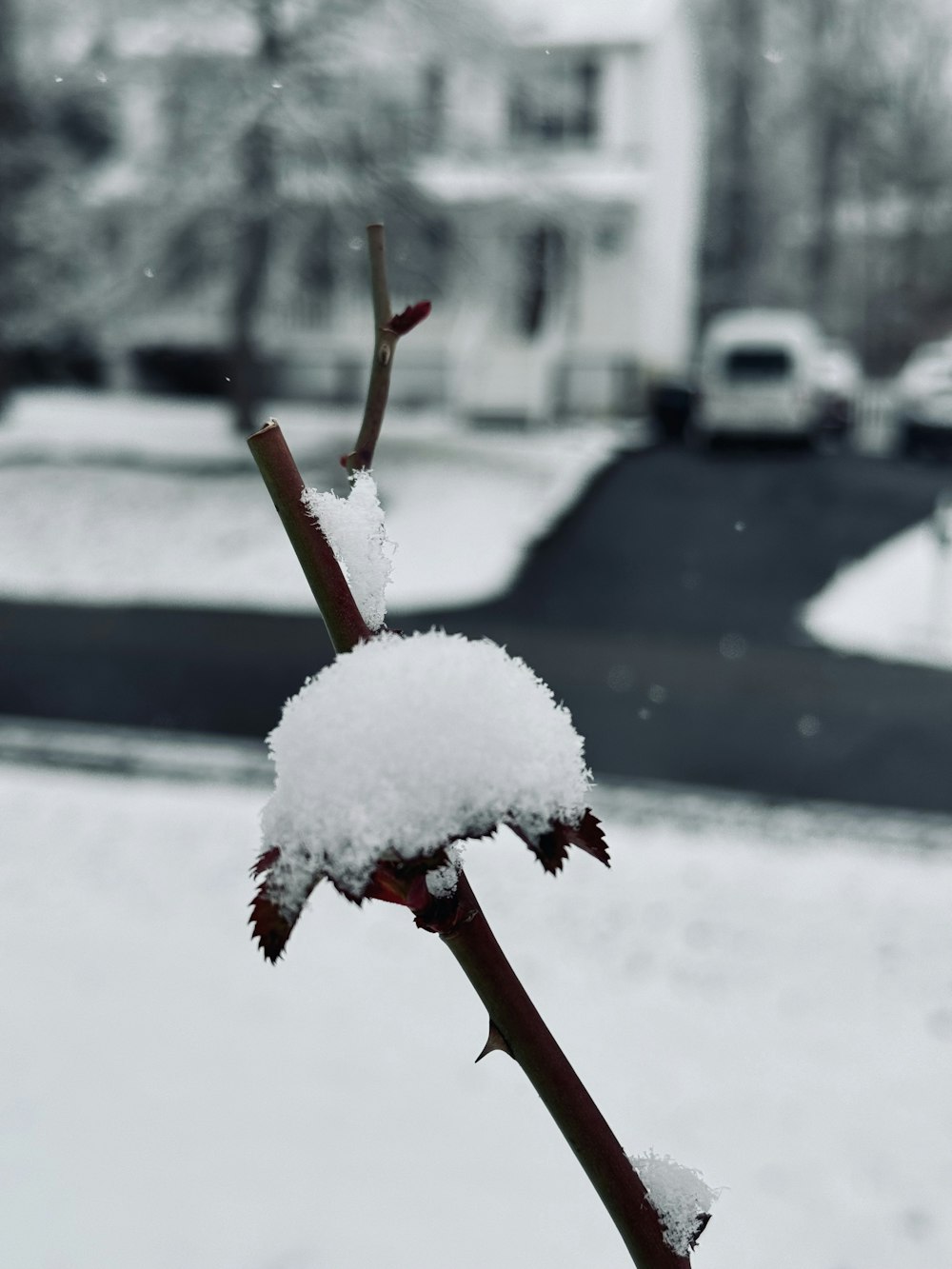 a snow covered branch in front of a building