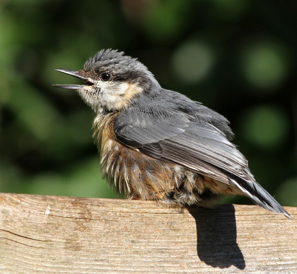 a bird sitting on top of a wooden fence