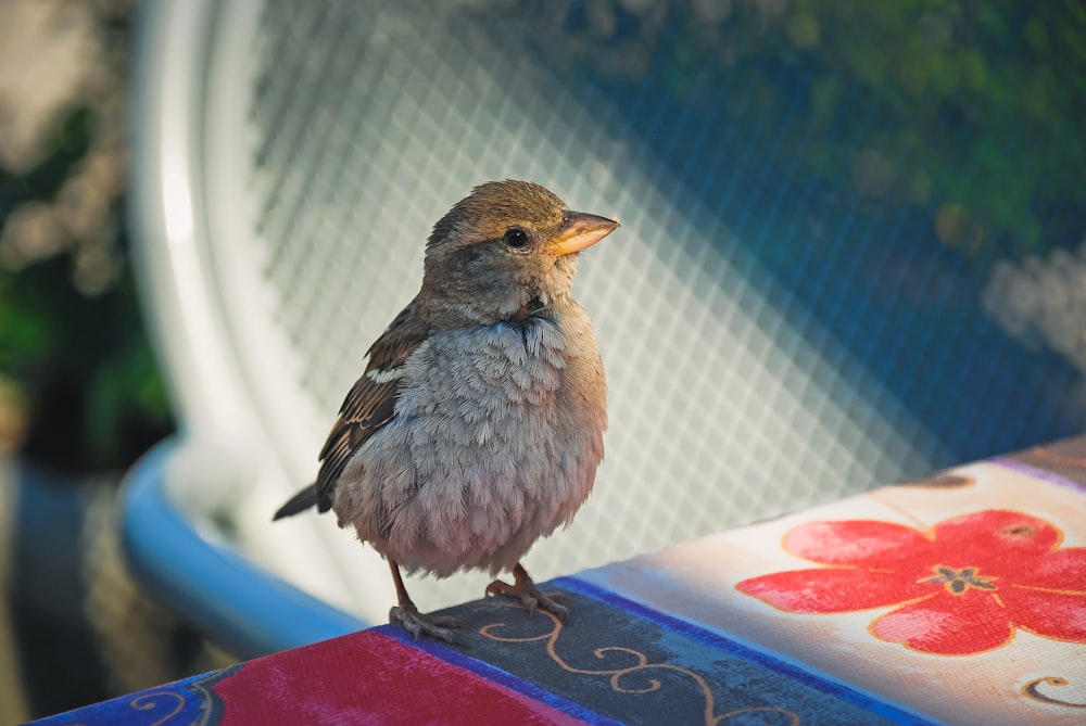 a small bird sitting on top of a colorful box