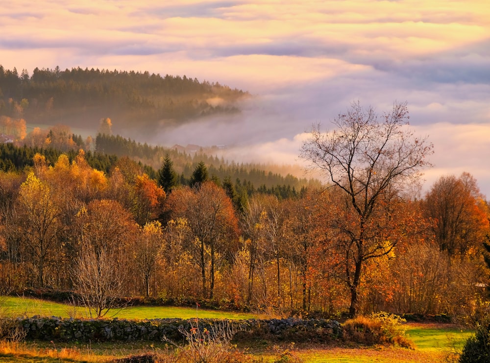 a field with trees and fog in the background