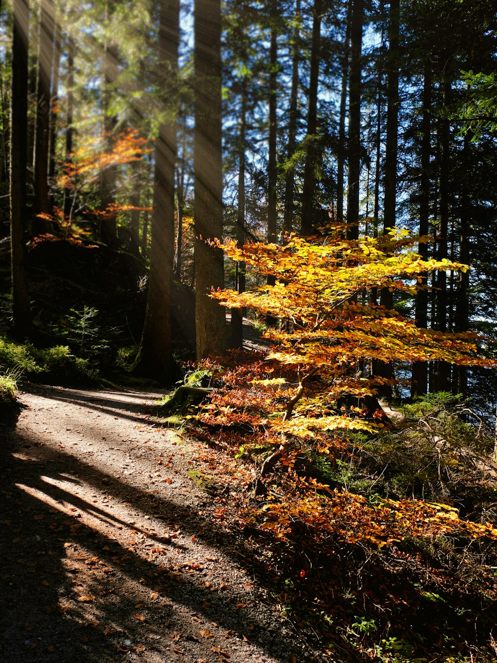 a path through a forest with lots of trees