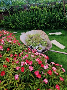 a wheelbarrow filled with flowers in a garden