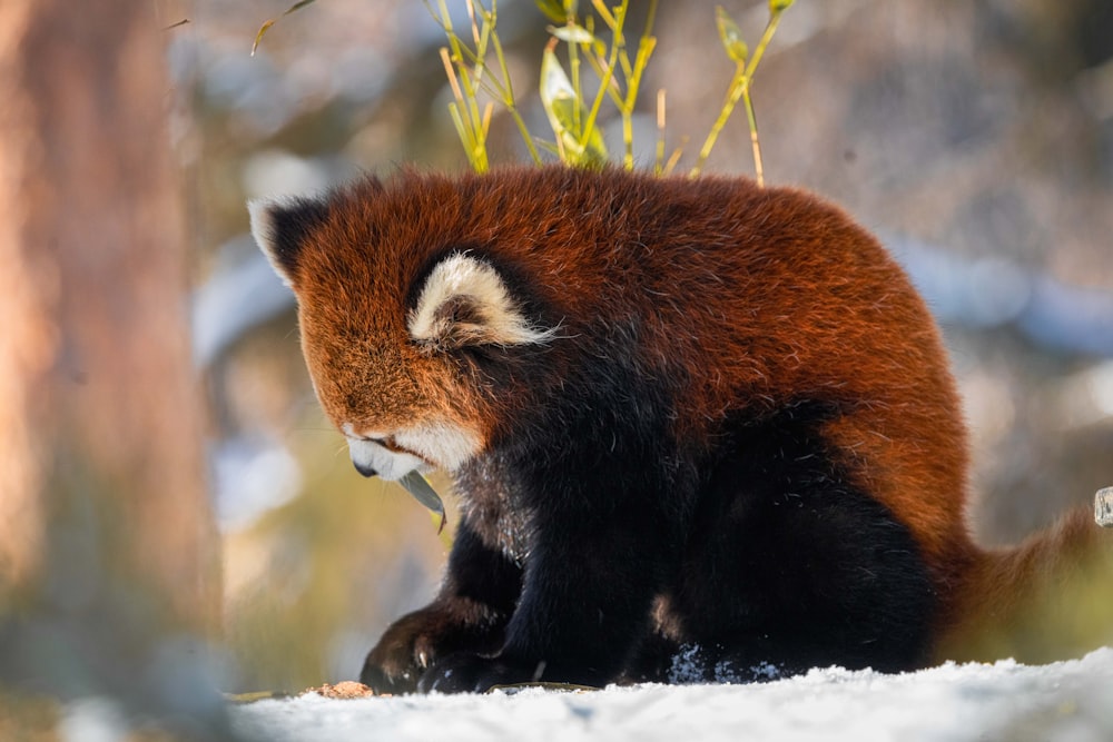 a red panda sitting in the snow next to a tree
