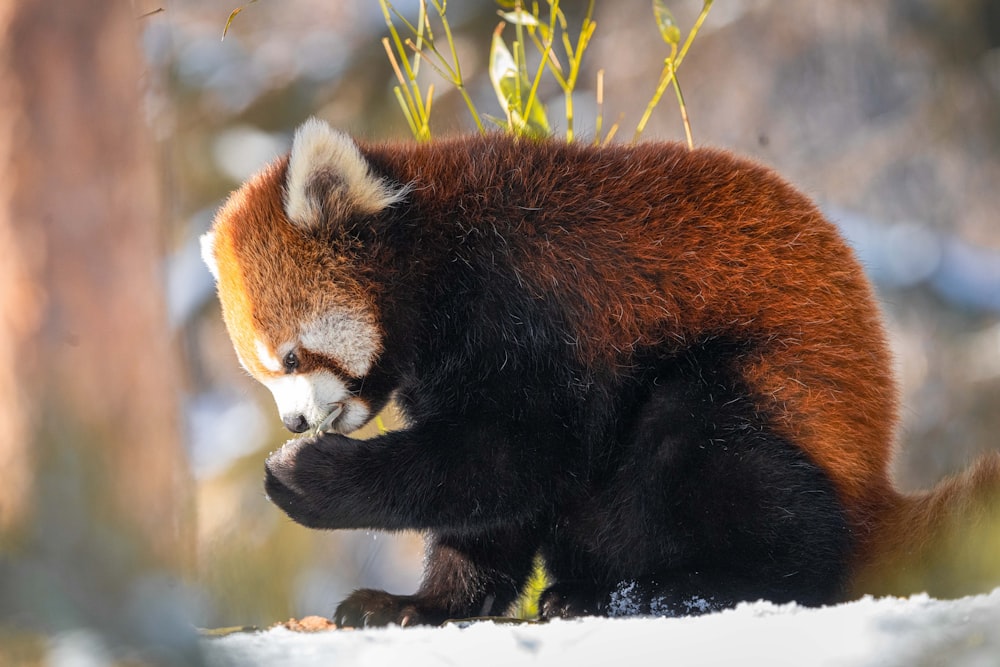 a red panda bear sitting on top of a snow covered ground