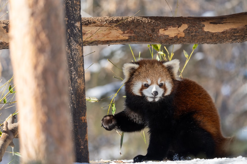a red panda sitting on top of a snow covered ground