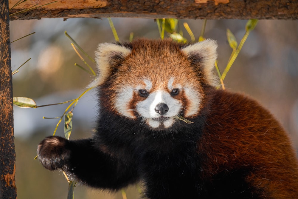 a brown and white panda bear standing on its hind legs