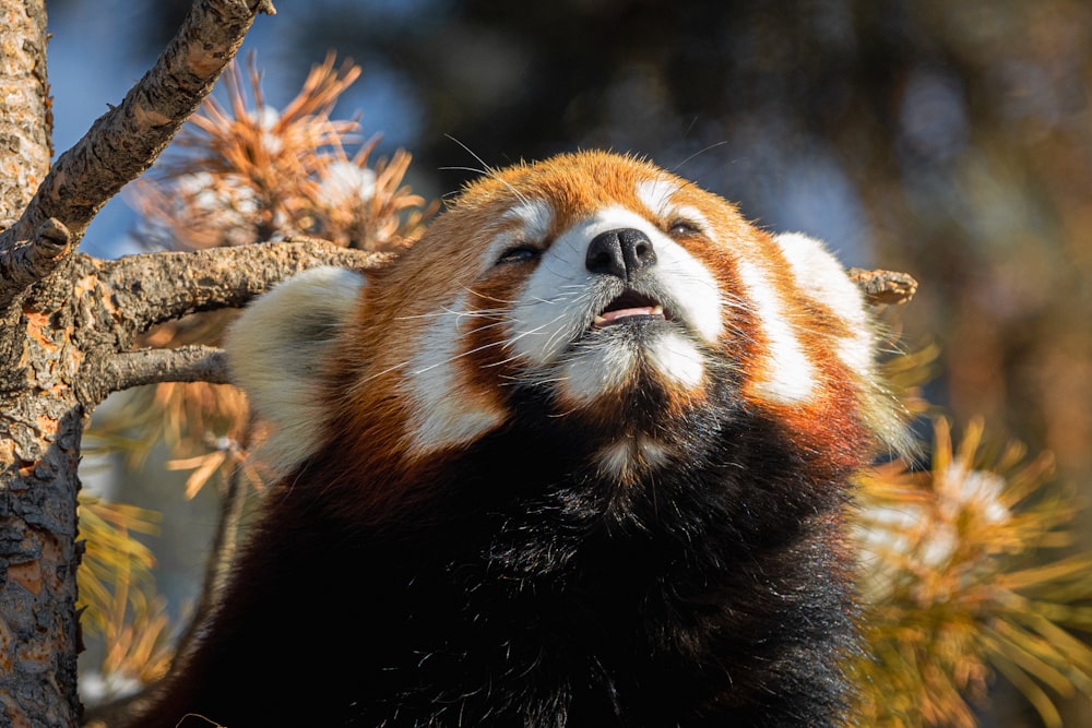 a brown and white animal sitting on top of a tree