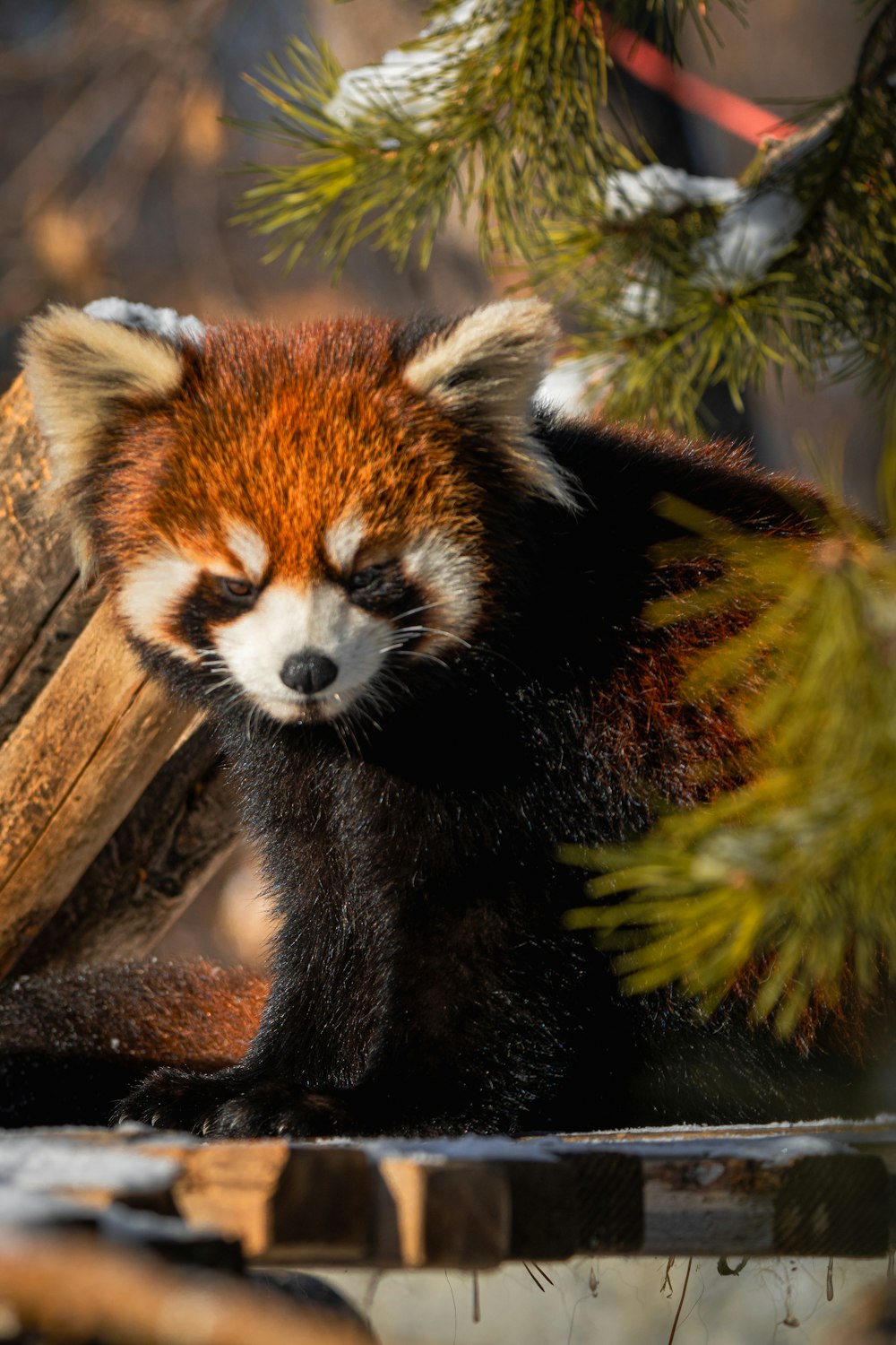 a red panda bear sitting on top of a wooden log