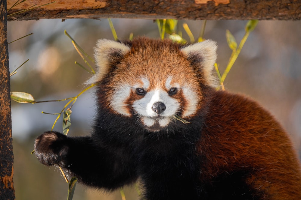 a close up of a small animal on a branch