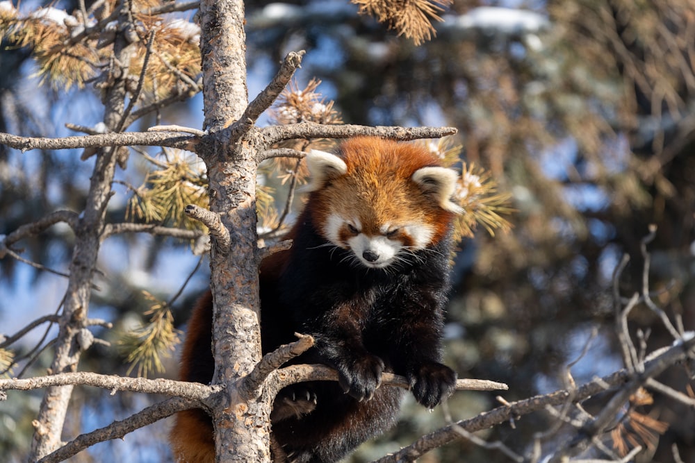 a red panda sitting on top of a tree branch