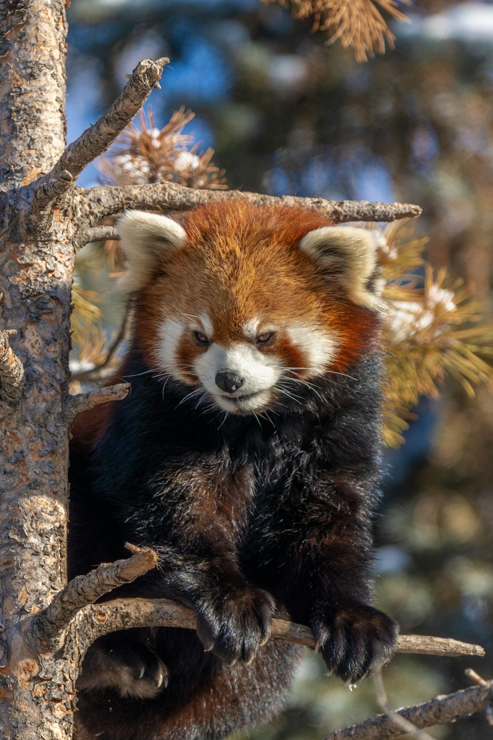 a red panda cub sitting in a tree