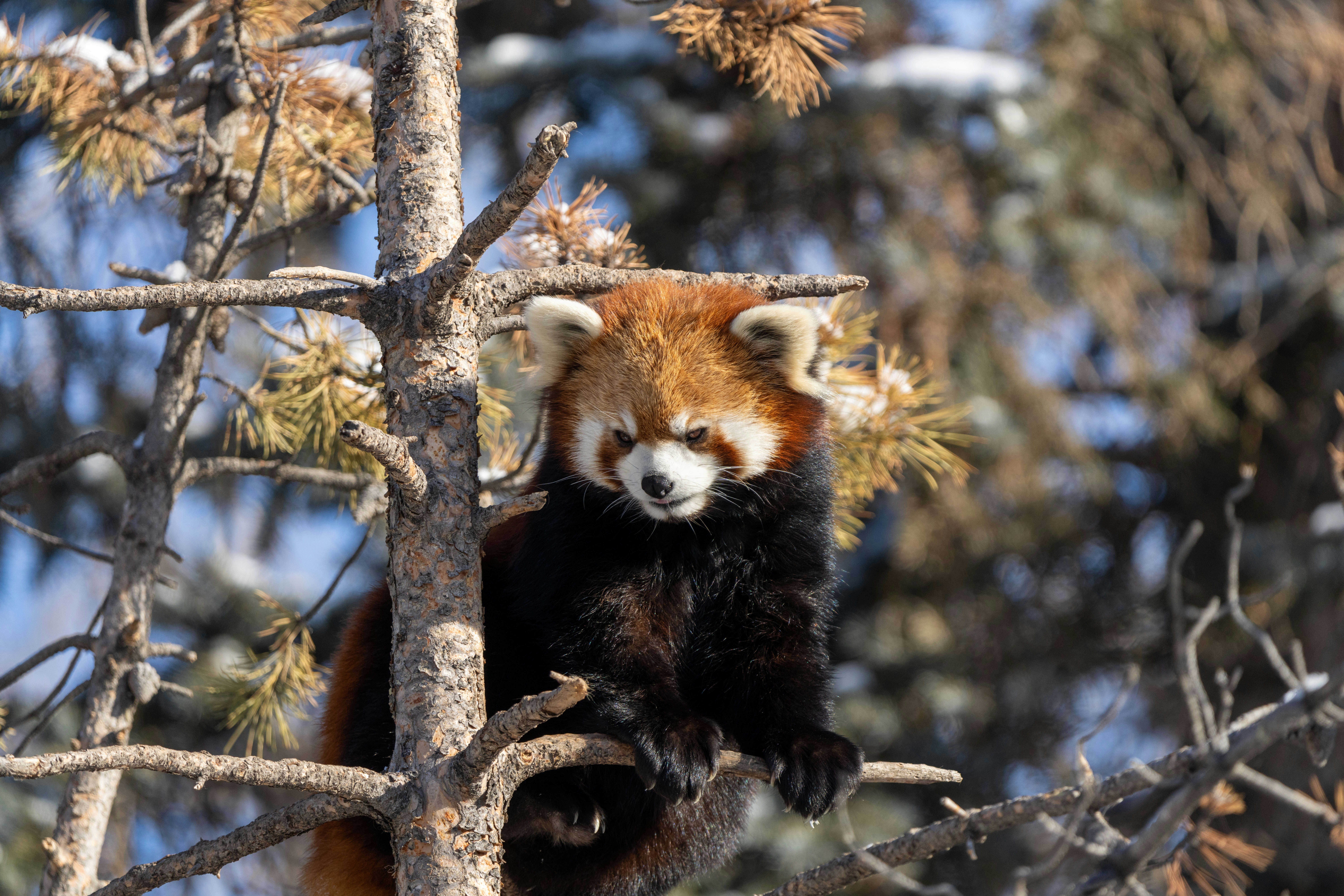 a red panda sitting on top of a tree branch