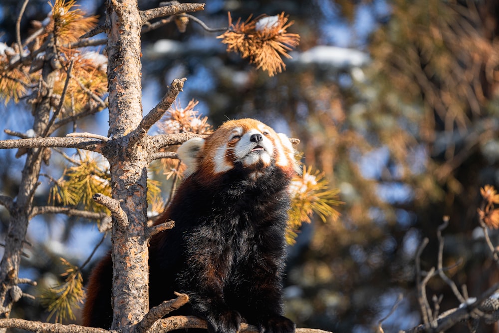 a brown and white animal sitting on top of a tree