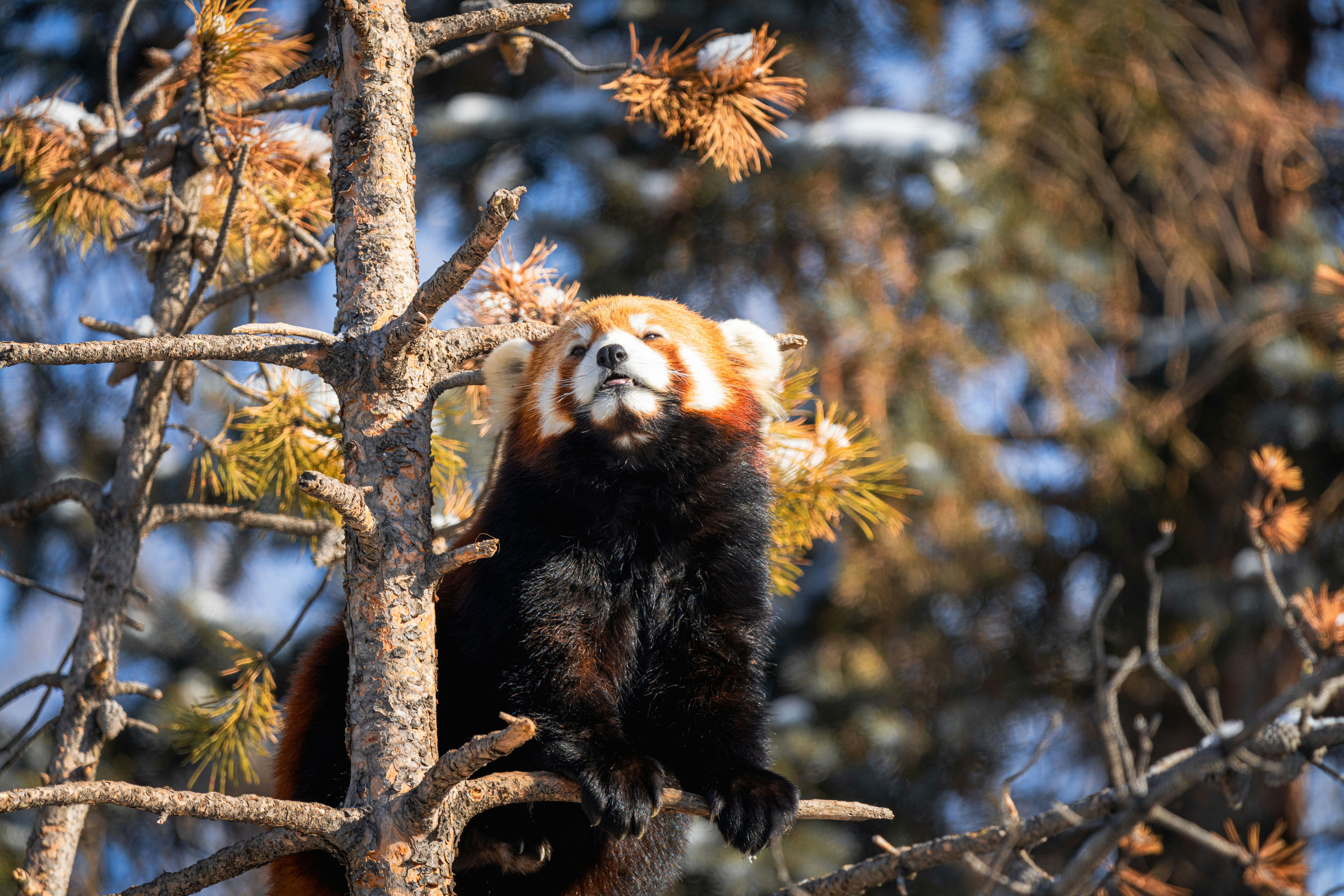 a red panda sitting on top of a tree branch