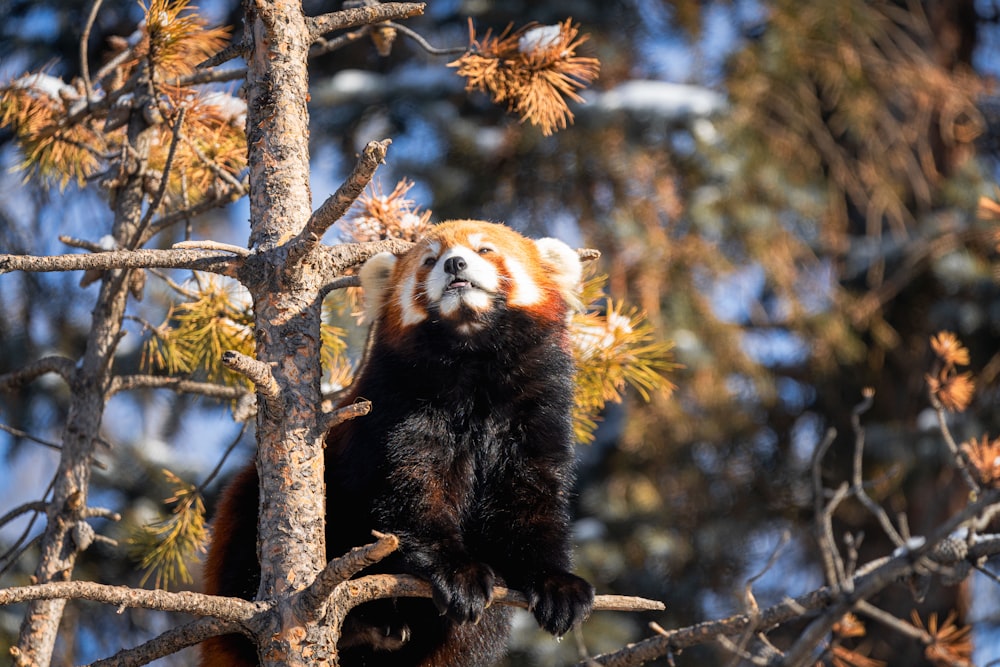 a red panda sitting on top of a tree branch