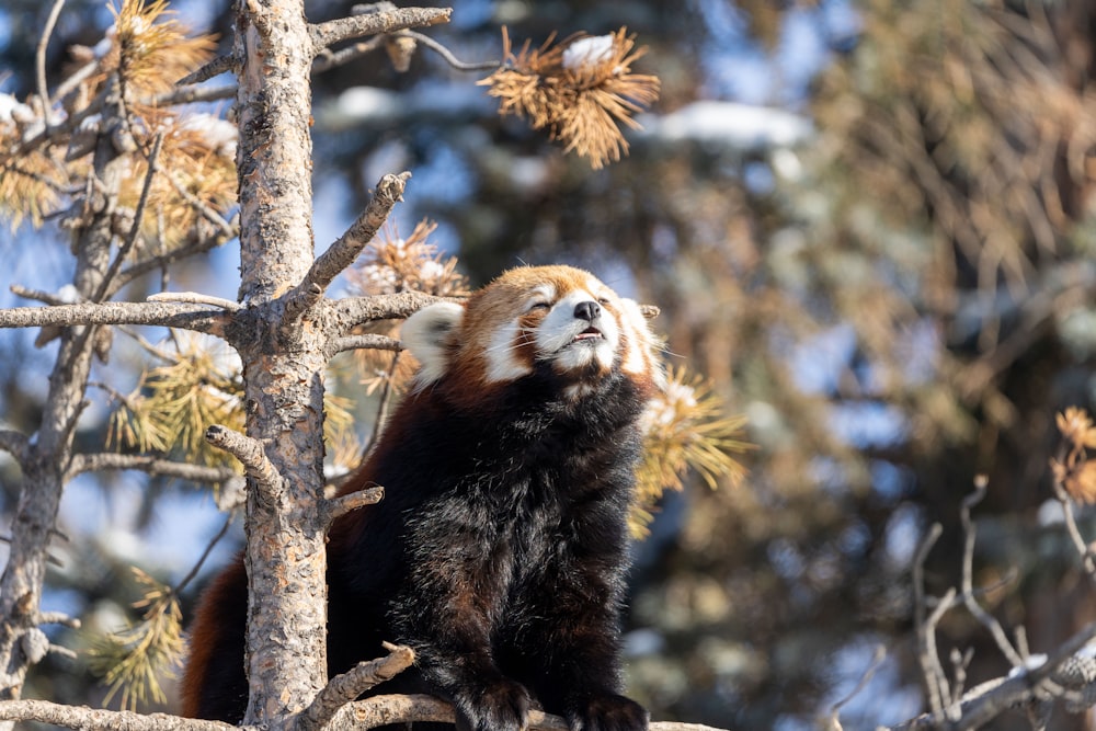 a brown and white animal sitting on top of a tree