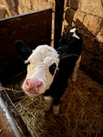 a black and white cow standing next to a brick wall