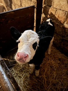 a black and white cow standing next to a brick wall