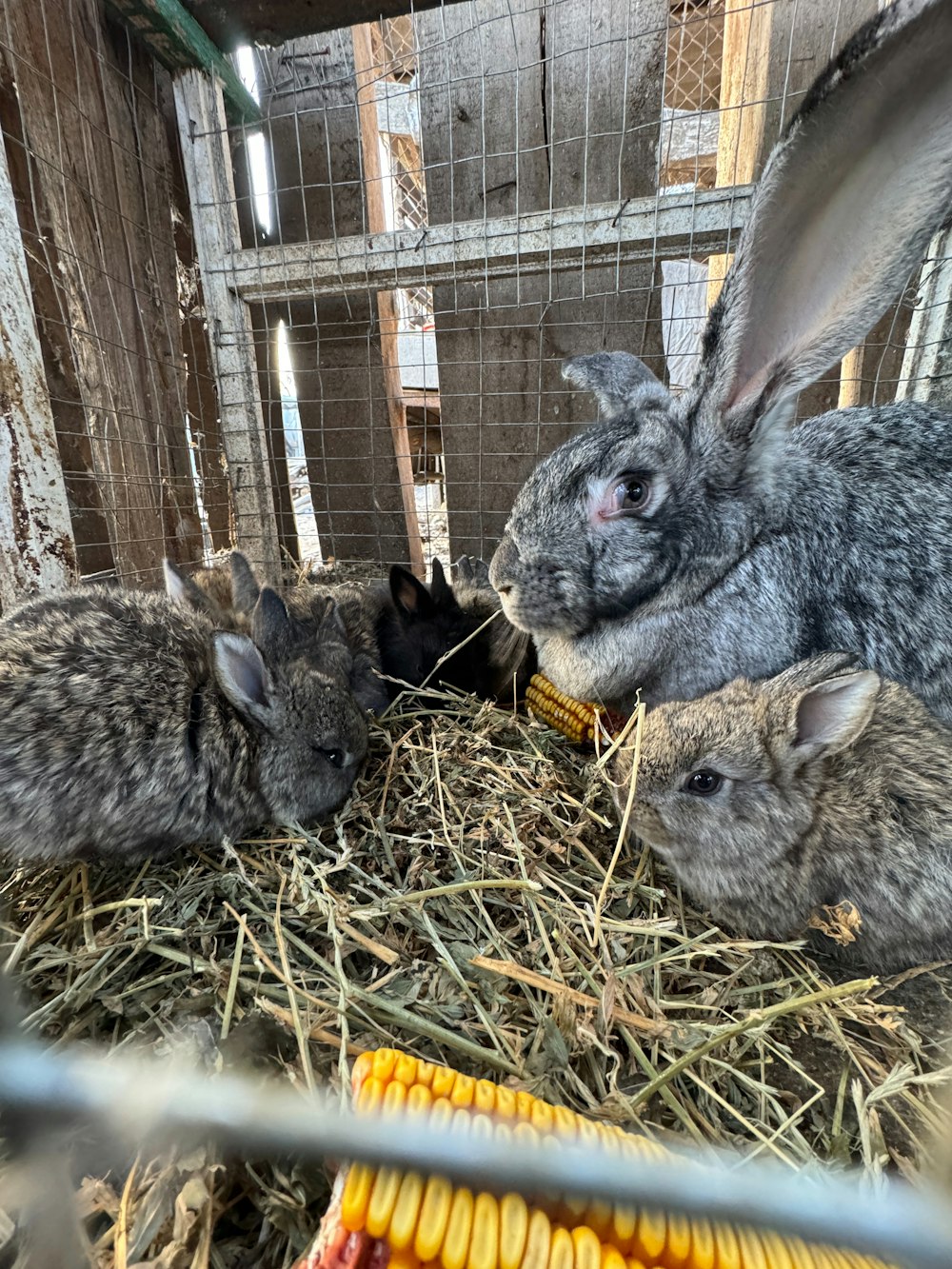 a group of rabbits eating corn in a cage