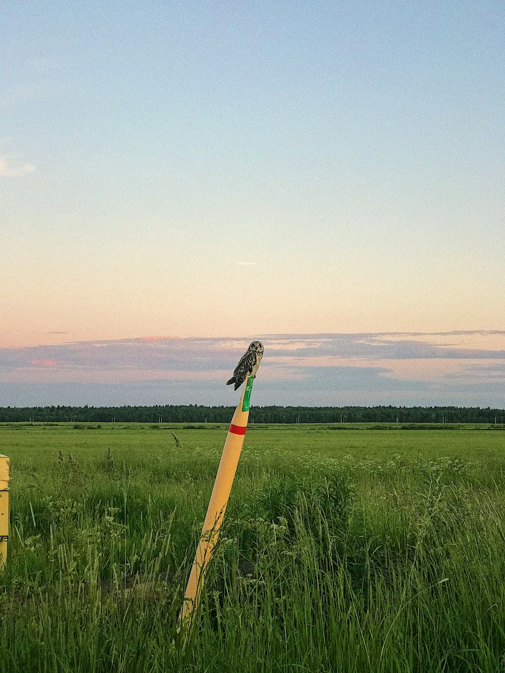 a bird perched on a pole in a field