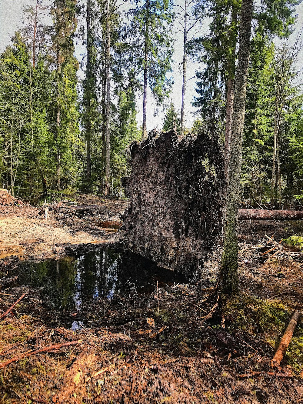 a fallen tree in the middle of a forest