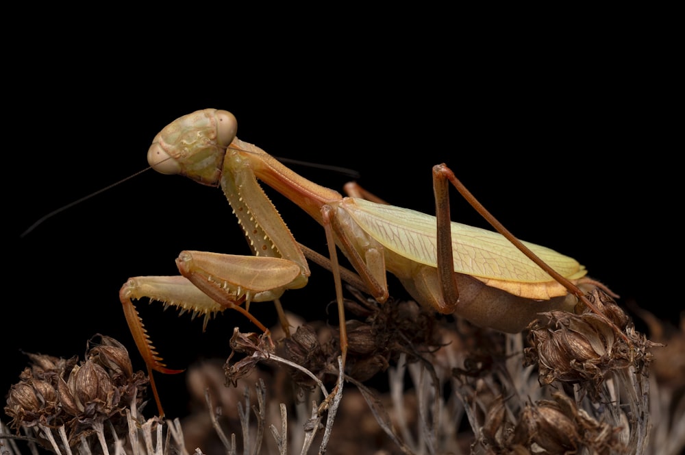 a close up of a praying mantisbee on a plant