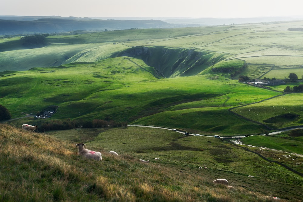 a herd of sheep grazing on a lush green hillside